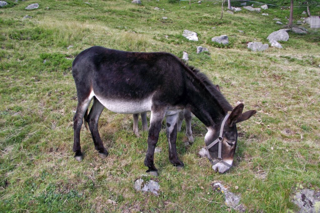 gitaalpeveglia51.jpg