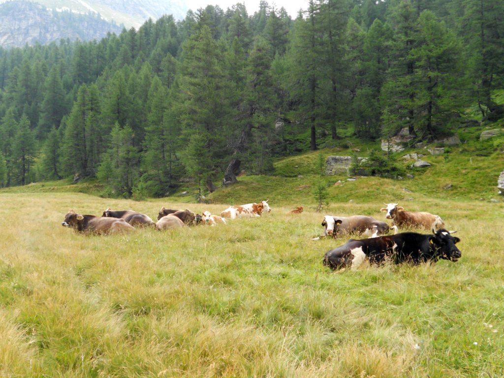alpeveglia16.jpg