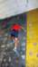 feeclimbing37_small.jpg
