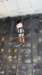 feeclimbing60_small.jpg