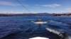 wakeboard25_small.jpg