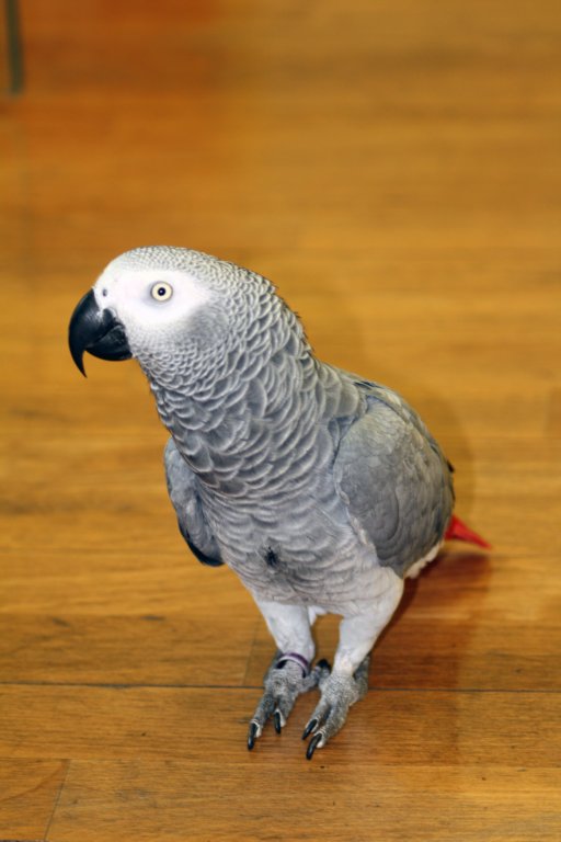 palestraolimpo25.jpg